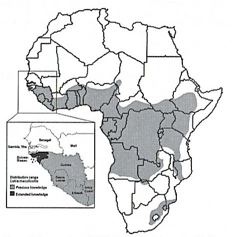 Map of Africa showing previous and new extension to range of Lutra maculicollis