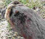 Head of otter with fatal bullet wound