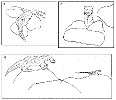 Diagrams of the three observations: 2A - otter's tail end 2B: Otter chasing lizard 2C: Otter with reptile tail in its mouth