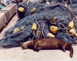 Pile of fishing nets and dead otter lying next to them