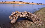 Dead tree trunk on the shore of the lake