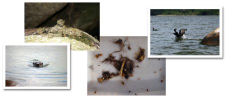Photos showing otter spraint, a swimming otter, fur in spraint and a cormorant