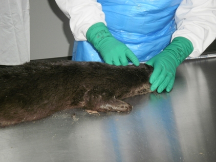 A dead otter on the examination table, with Vic, suited up, pointing out the external features to be noted before dissection begins.