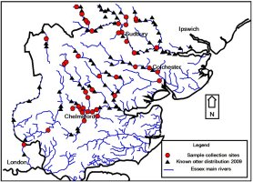Map of Essex showing rivers, known otter occupation and sample sites.  There are few sites or known distribution in the south of the county