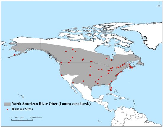 Map of North America showing otter distribuiton across the whole continent apart from the extreme north, and the south-east.  Ramsar sites are mainliy in the east of the continent, with some across the rest, and a single one in south western Alaska.  Click for larger version