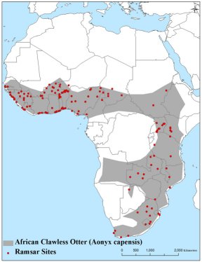 Map of Africa showing otter distribution across the whole of sub Saharan Africa apart from the Congo Basin and the deserts of the south east eg Namibia, Angola.  Ramsar sites are evenly distributed in the north and east of this area, but there are none in the central and western part of the species' range.  Click for larger version.