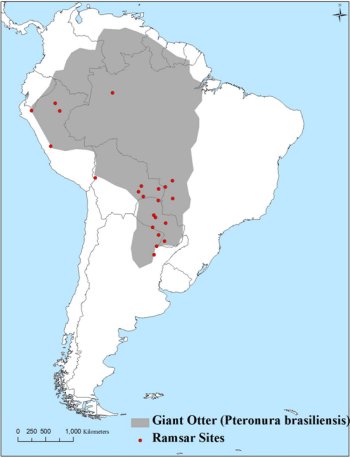 Map of South America showing otter distribution in the rain forest river basins of all countries except Chile and Uruguay; there is a cluster of Ramsar sites in the south central part of the range, and a few along the west side, with one in the centre.  Click for larger version.