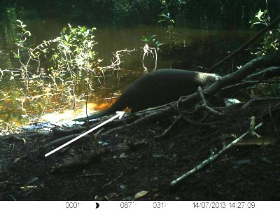 Visible scrotum clearly identifies this giant otter as a male.  Click for larger version.