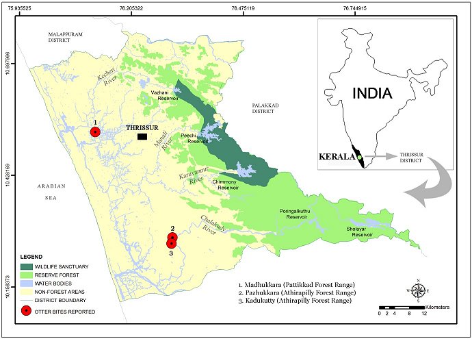 Inset map shows position of Kerala at the south west tip of India, with Thrissur in the central coastal section of Kerala.  Main map shows Thrissur district, ranging from the coast inland.  Reserve forests take up the eastern half of Thrissur, with the wildlife sanctuary along the central western side.  The otter attack sites are in the non-reserve, non-forest areas.  Madhukkara is in the northern part, on the Kecheri River and the other two are near each other in the southern area on the Chalakudy River.  Click for larger version.