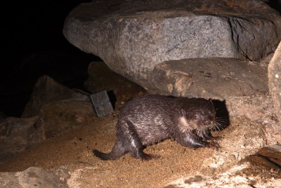 Small, thickset otter with a short, thick tail, sideways on but facing camera, on a gravel substrate, under an overhanging rock.  Click for larger version.