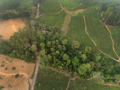 Aerial view showing a small patch of forest (about ten trees deep and twenty trees wide) with a road running through it, roughly straight, from top to bottom; trees are closely adjacent to the road. Around it are plantations of tree bushes with paths running through them, and a stand of Eucalyptus trees in the top right corner. There is a swampy creek bed area in the mid top right, running into the trees. Click for larger version.