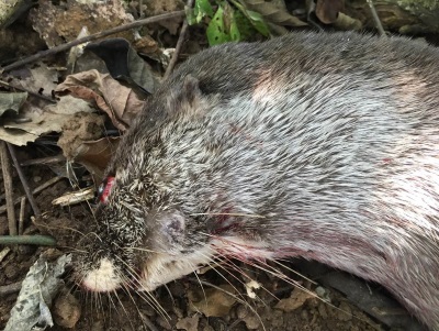 Head of dead otter lying on leaf litter, sideways on, facing left.  Blood on whiskers, partially luxated left eye visible.  Click for larger version.