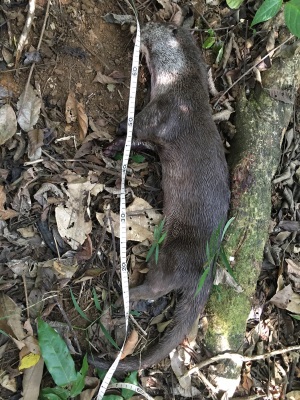 Whole dead otter lying on right side on leaf litter, propped against fallen branch; tail at bottom of photo, head at top.  Tape measure along ventral side.  Click for larger version.