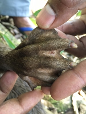 Forepaw of otter held so as to demonstrate the webbing and claws.  Click for larger version.