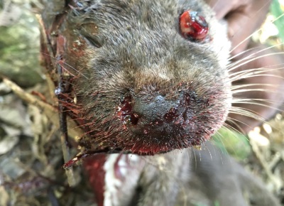Closeup of head of otter to demonstrate the W-shaped upper edge of the rhinarium.  Fresh blood on mouth and nostrils, luxated left eyeball, nose distorted to the right indicating collision point.  Click for larger version.