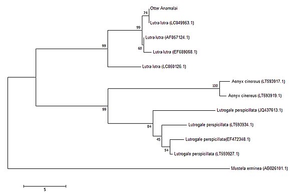 Genetic tree with Mustela erminea at the bottom.  Two branches split - Lutra group and Lutrogale/Aonyx group.  The Lutra group contains four specimens known to be Lutra lutra.  One is closely allied to the roadkill otter.  Click for larger version.