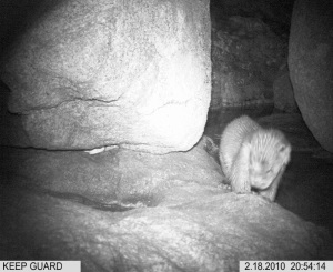 Niche between large rocks; small cub facing camera. Click for larger version
