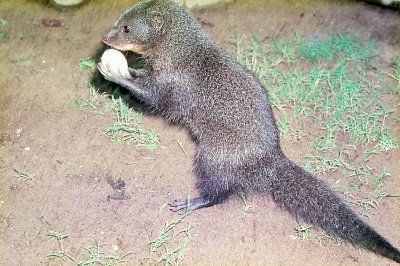 Water mongoose sideways to camera, standing on its hind legs on compacted csandy substrate with scant vegetation.  Between its forepaws, it is gripping an egg. Click for larger version.