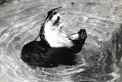 Black and white shot of an otter in a pool, sitting upright, holding crab shell up between its forepaws, head thrown back and mouth open with crab portion visible being crushed between the back teeth.  Click for larger version.