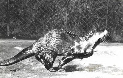 Black and white shot of an otter on compacted substrate with chainlink fence in the background.  Otter is running from left to right, travelling on three paws, with food item held against chest by right forepaw.  Click for larger version.