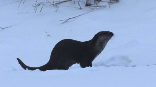 Otter silhouetted against snow.  Paler throat is clear as is shape and carriage of tail, making identification clear.  Click for larger version.