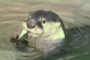 Face of Eurasian Otter, looking towards the camera, facing right