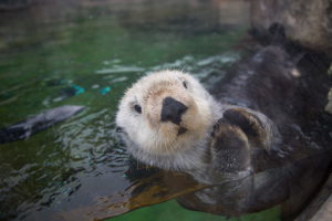 Sea otter looking up at the camera with its front paws together - � Oregon Coast Aquarium