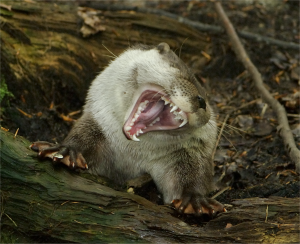 Eurasian otter fece on to the camera, on a woodland floor, with right paw resting on a log, both front paws fully spread, showing webs and claws.  Otter has its head on one side, yawning, showing its bright white teeth.