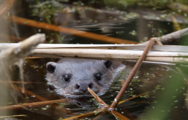 Water surface with dead reeds across it;  Eurasian otter peers at camera under the reeds. - � Gerd Blanke
