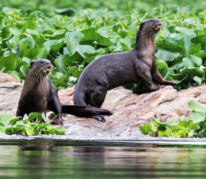 Rocks at the edge of a river, with a thick mass of water plants behind them.  Two smooth-coated otters on the rocks.  One on the left is facing the camera.  One on the right is sideways on, facing right with its mouth slightly open and its tongue showing. © Swanand Patil