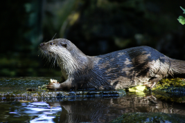 Rocky edge of water in shade under trees.  Otter is sideways on to the camera, facing left, with a piece of fish in its front paws.  The shade dapples its coat .© Henry Krüger