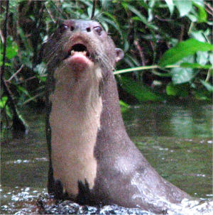 High, densely vegetated bank with still water in front.  A giant otter is reared up out of the water, staring at the camera, with its mouth partly open showing the lower teeth. @copy; Victor Utreras