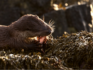 Eurasian Otter on seaweed covered rocks, eating a fish. Copyright John Campbell. 