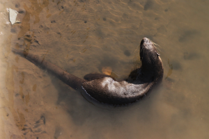 Smooth-Coated otter swimming in a curve, seen from above. Copyright Swanand Patil