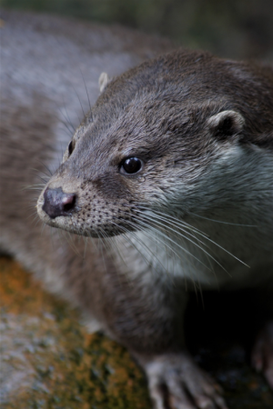 Close-up of head of Eurasian Otter facing left. Copyright H-H Kruger