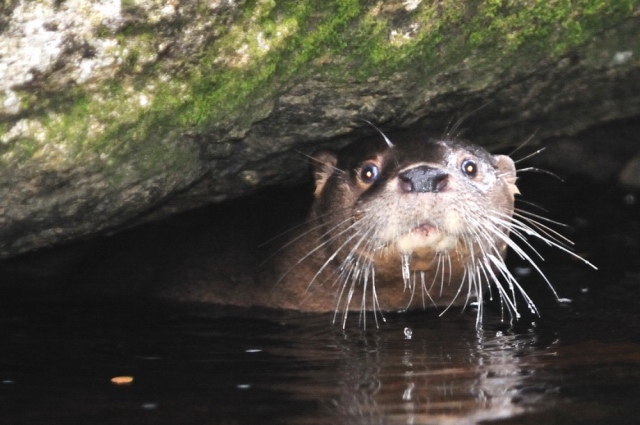 Southern river otter in the water, peeping out from under a large rock, looking at the camera.  Copyright Sergio Anselmino
