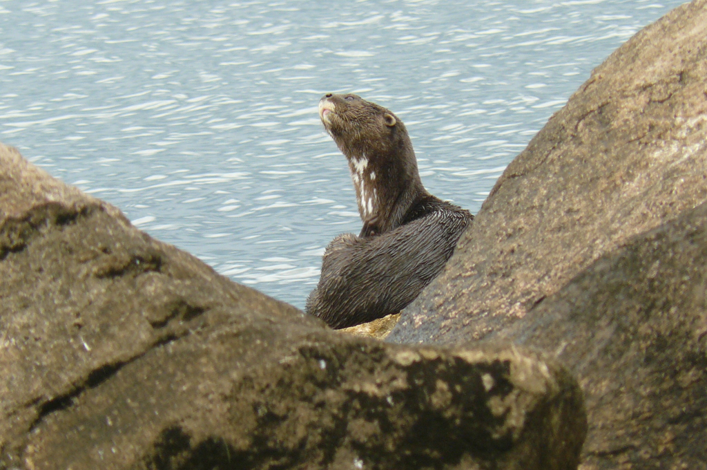 A cleft in two large rocks with open water behind it.  An otter is sitting in the cleft, curled round, with one back paw in mid-scratch of its throat, and its spotted neck and muzzle clearly visible.   Copyright Jan Reed-Smith
