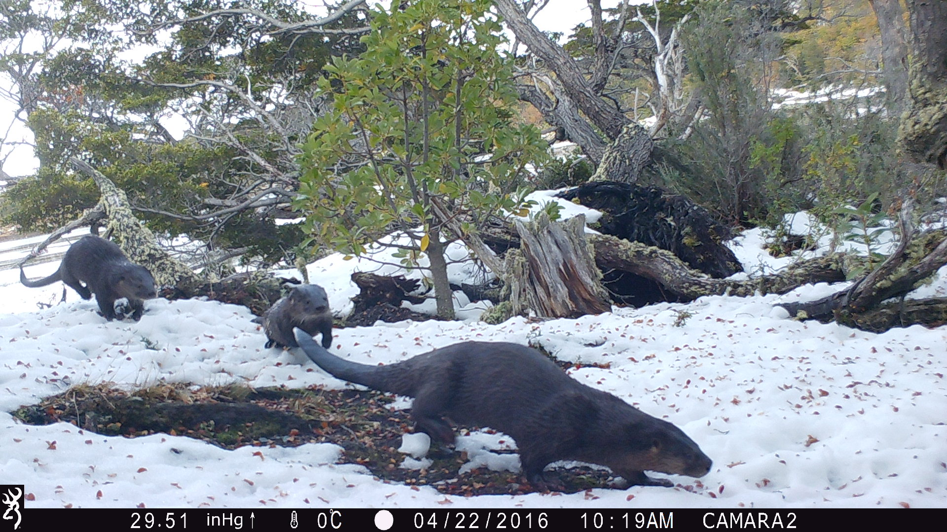Snowy scene with sparse, low trees and shrubs.  Three otters running toward the camera. 