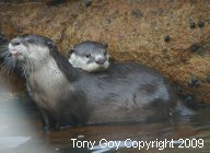 One African Clawless Otter poking out its tonge while another rests its head on its back