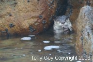 African Clawless Otter in a cleft in rocks eating a fish
