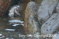 African Clawless Otter in a cleft in rocks eating a fish