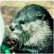Head of African Clawless Otter