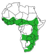 Map of Africa showing species found in south-east and east Africa, and north of the rainforest belt, south of the Sahara