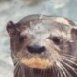 Head of Neotropical  Otter