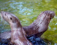 Two neotropical river otters