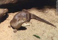 A neotropical river otter, showing the long tail