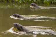 Three Giant Ottesr swimming abreast